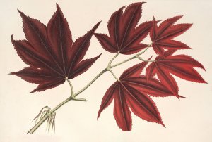 Acer by Charles Antoine Lemaire Oil Painting