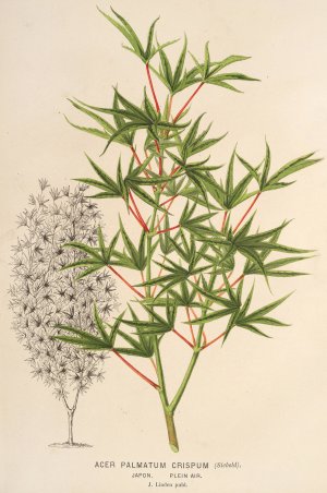Acer palmatum crispum Oil painting by Charles Antoine Lemaire