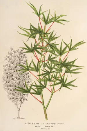 Acer palmatum crispum Oil painting by Charles Antoine Lemaire