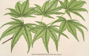Acer palmatum reticulatum by Charles Antoine Lemaire Oil Painting
