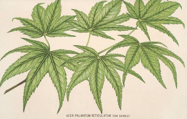 Acer palmatum reticulatum  by Charles Antoine Lemaire - Hand-Painted Oil Painting Reproduction