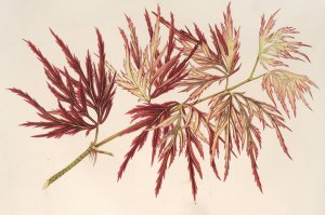 Acer by Charles Antoine Lemaire Oil Painting