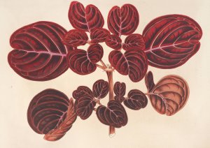 Achyranthes Verschaffeltii by Charles Antoine Lemaire Oil Painting