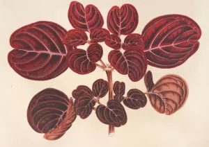 Achyranthes Verschaffeltii by Charles Antoine Lemaire Oil Painting