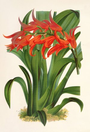 Ada aurantiaca Oil painting by Charles Antoine Lemaire