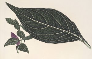 Adelaster albivenis Oil painting by Charles Antoine Lemaire