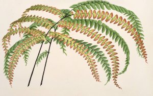 Adiantum Hendersoni by Charles Antoine Lemaire Oil Painting