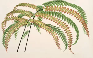 Adiantum Hendersoni Oil painting by Charles Antoine Lemaire