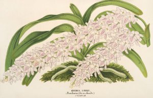 Aerides Lobbii by Charles Antoine Lemaire Oil Painting