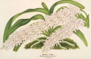 Aerides Lobbii Oil painting by Charles Antoine Lemaire