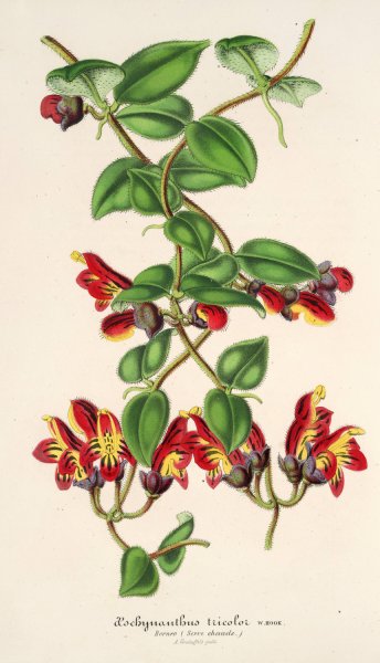 Aeschynanthus tricoIor  by Charles Antoine Lemaire - Hand-Painted Oil Painting Reproduction