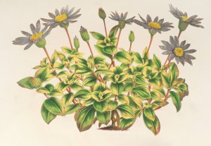 Agathaea colestis, fol. variegatis Oil painting by Charles Antoine Lemaire