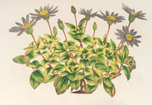 Agathaea colestis, fol. variegatis by Charles Antoine Lemaire Oil Painting