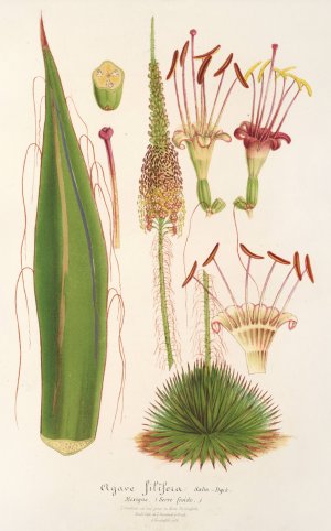 Agave filifera by Charles Antoine Lemaire Oil Painting