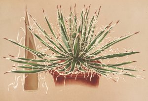 Agave schidigera by Charles Antoine Lemaire Oil Painting