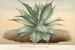 Agave Verschaffelti by Charles Antoine Lemaire Oil Painting