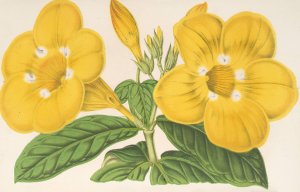 Allamanda Hendersoni by Charles Antoine Lemaire Oil Painting