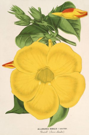 Allamanda nobilis by Charles Antoine Lemaire Oil Painting