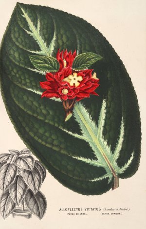 Alloplectus vittatus by Charles Antoine Lemaire Oil Painting