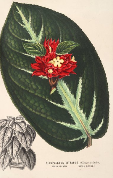Alloplectus vittatus  by Charles Antoine Lemaire - Hand-Painted Oil Painting Reproduction
