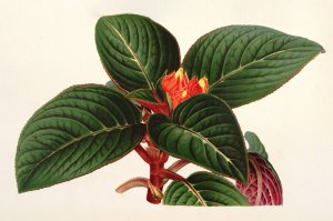 Alloplectus Zamorensis by Charles Antoine Lemaire Oil Painting