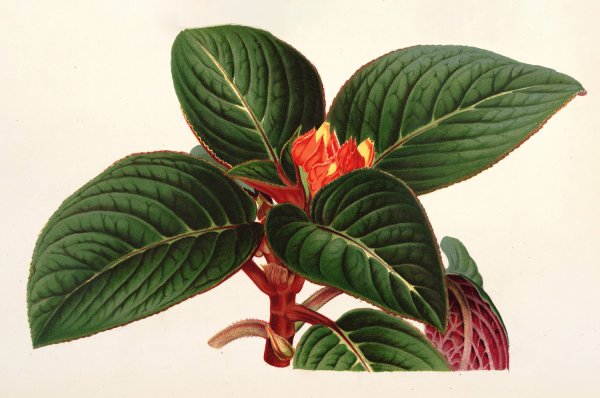 Alloplectus Zamorensis  by Charles Antoine Lemaire - Hand-Painted Oil Painting Reproduction