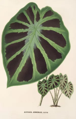 Alocasia Jenningsii by Charles Antoine Lemaire Oil Painting