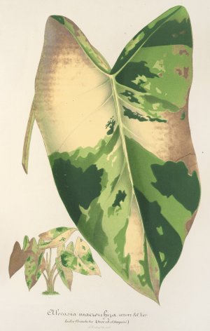Alocasia macrorrhiza, var. foliis variegatis by Charles Antoine Lemaire Oil Painting