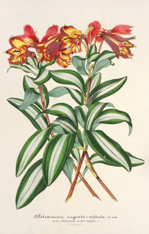 Alstraemeria argento-vittata by Charles Antoine Lemaire Oil Painting
