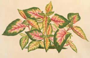 Alternanthera amabilis tricolor by Charles Antoine Lemaire Oil Painting