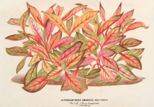 Alternanthera amabilis Oil painting by Charles Antoine Lemaire