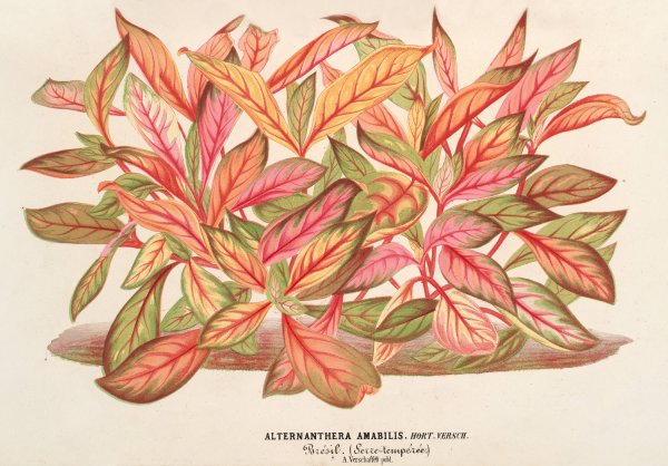 Alternanthera amabilis  by Charles Antoine Lemaire - Hand-Painted Oil Painting Reproduction