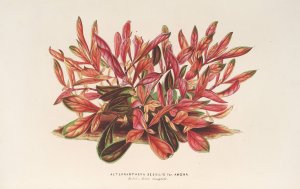 Alternanthera sessilis var. amona Oil painting by Charles Antoine Lemaire