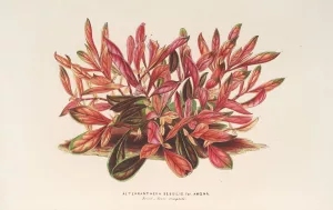 Alternanthera sessilis var. amona by Charles Antoine Lemaire Oil Painting