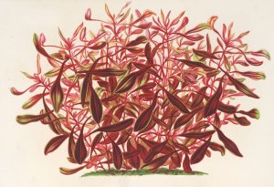 Alternanthera spathulata by Charles Antoine Lemaire Oil Painting