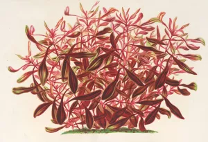 Alternanthera spathulata by Charles Antoine Lemaire Oil Painting