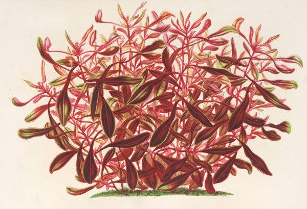 Alternanthera spathulata  by Charles Antoine Lemaire - Hand-Painted Oil Painting Reproduction