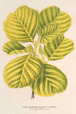 Aluns glutinosa var. aurea by Charles Antoine Lemaire Oil Painting