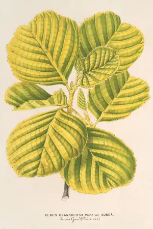 Aluns glutinosa var. aurea Oil painting by Charles Antoine Lemaire