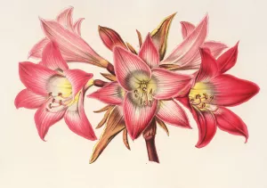 Amaryllis Belladonna by Charles Antoine Lemaire Oil Painting