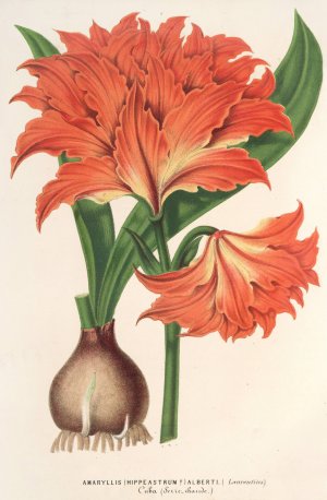 Amaryllis by Charles Antoine Lemaire Oil Painting