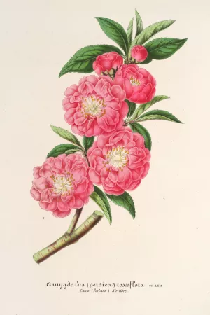 Amygdalus by Charles Antoine Lemaire Oil Painting
