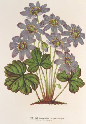Anemone by Charles Antoine Lemaire Oil Painting