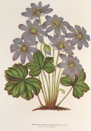 Anemone by Charles Antoine Lemaire Oil Painting