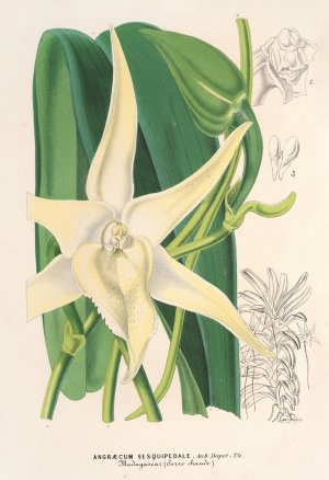 Angraecum sesquipedale by Charles Antoine Lemaire Oil Painting