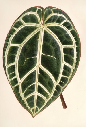 Anthurium crystallinum Oil painting by Charles Antoine Lemaire