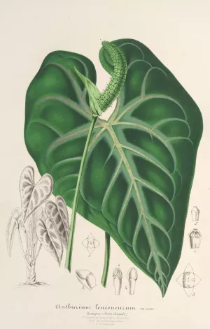 Anthurium leuconeurum by Charles Antoine Lemaire Oil Painting