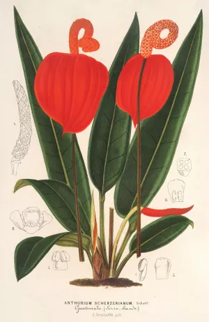Anthurium Scherzerianum by Charles Antoine Lemaire Oil Painting