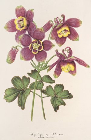 Aquilegia spectabilis by Charles Antoine Lemaire Oil Painting