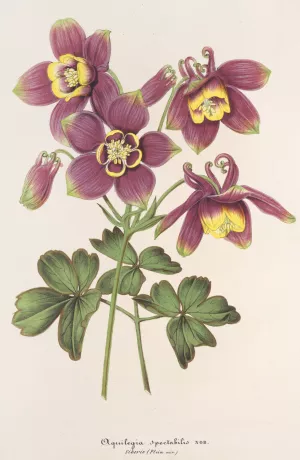 Aquilegia spectabilis Oil painting by Charles Antoine Lemaire